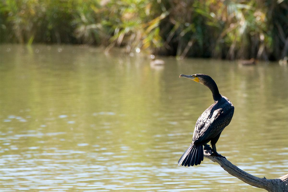 Foto Sentiero Natura Oasi WWF di Macchiagrande