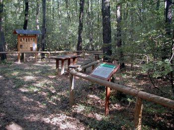 Pictures Sentiero di Alice nel Bosco della Capannella