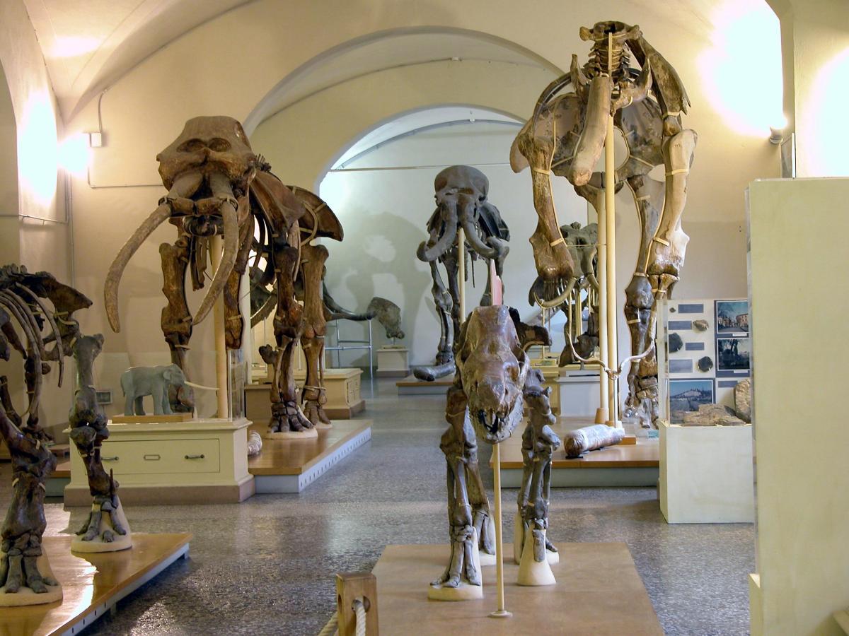 Foto Museo di Storia Naturale 