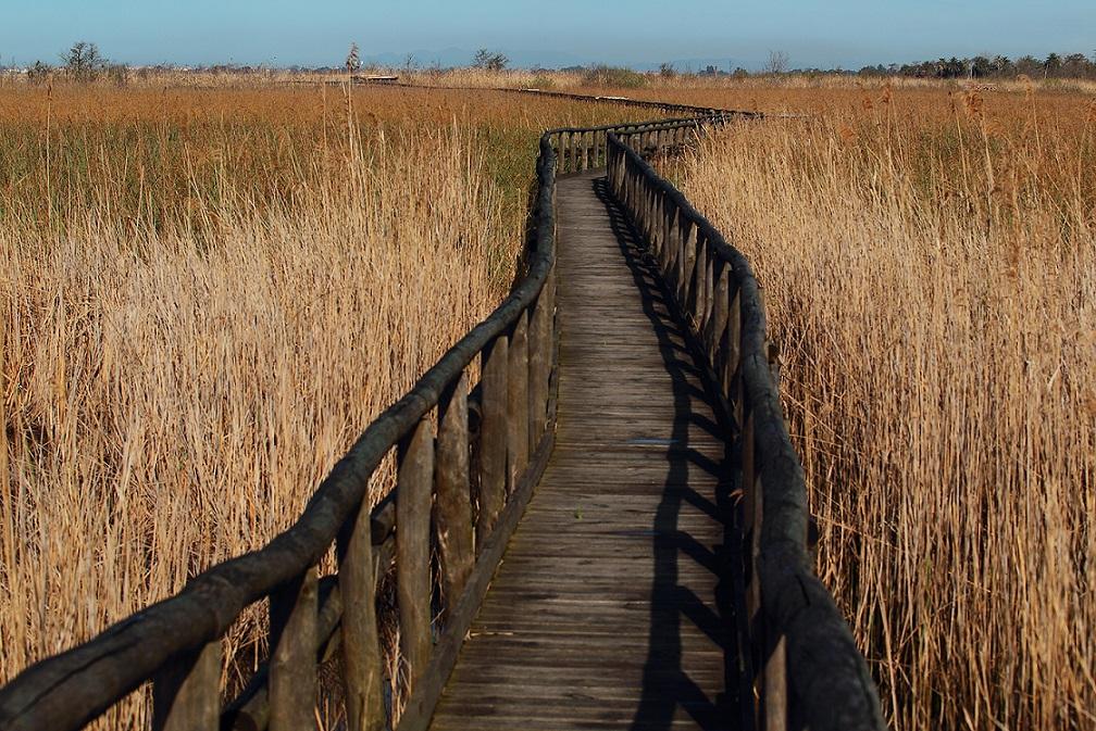 Foto RISERVA DEL CHIARONE - OASI DI MASSACIUCCOLI