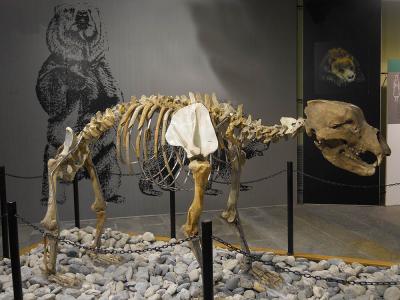 Foto Museo di Archeologia e Paleontologia 